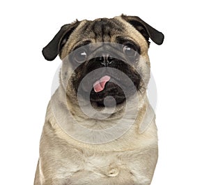 Pug sticking its tongue out