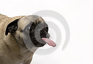 Pug Sticking Tongue Out