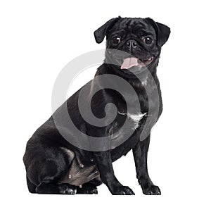 Pug sticking the tongue out, sitting, isolated