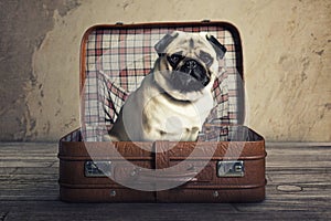 Pug in Suitcase