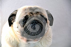 pug sweet, sad dog pug with big sad eyes and interrogative glance, portrait of a dog