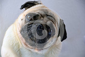 pug sweet, sad dog pug with big sad eyes and interrogative glance, portrait of a dog