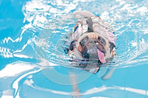 Pug swim in swimming pool