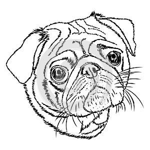 Pug vector linear illustration on a white