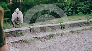 Pug walking in park