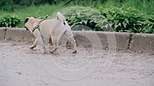 Pug walking in park