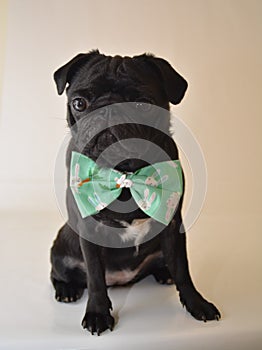 Pug wearing easterbunny bow tie