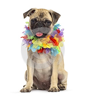 Pug wearing a hawaiian lei, dog, isolated