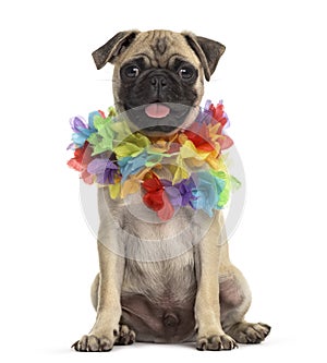 Pug wearing a hawaiian lei, dog, isolated