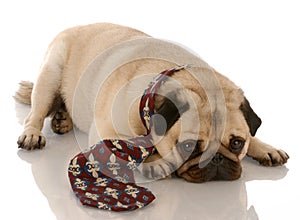 Pug wearing mens tie