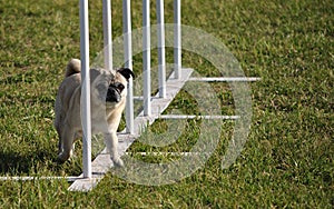 Pug and weave poles at dog agility trial