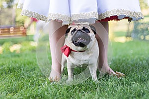 Pug on wedding standing with bride