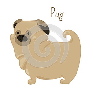 Pug on white. Child fun pattern icon.