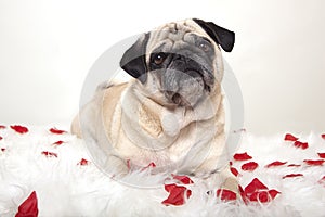 Pug on a white tablecloth with roses