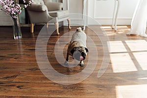 Pug on a wooden floor looking at the camera .