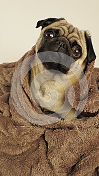 Pug wrapped in blanket