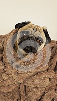 Pug wrapped in a brown blanket photo