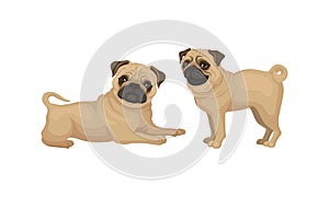 Pug with Wrinkly, Short-muzzled Face and Curled Tail Vector Set