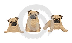 Pug with Wrinkly, Short-muzzled Face and Curled Tail Vector Set