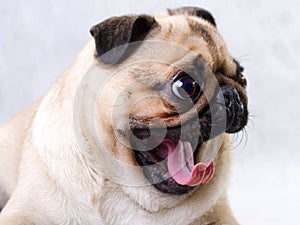 Pug yawn photo