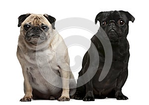 Pug, 5 years old, Pug, 4 years old