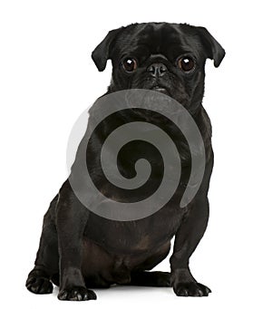 Pug, 4 years old, sitting in front of white background
