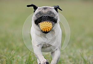 Pug with yellow ball