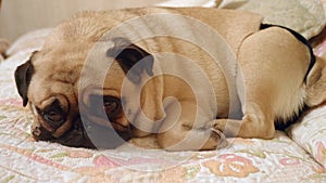 Pugdog lies in bed. Pet wears physiological pants. Close up view.
