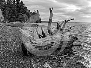 Puget Sound Driftwood