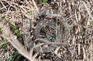 Puget Sound Gartersnake crawls away in cane in the Billy Frank Jr. Nisqually National Wildlife Refuge, WA, USA