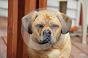 Puggle