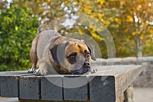 Puggle