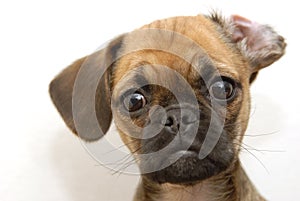 Puggle photo