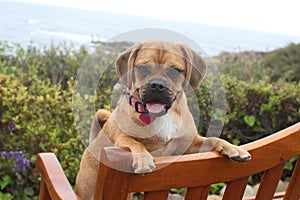 Puggle beach