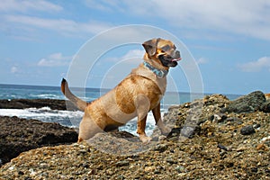 Puggle beach photo