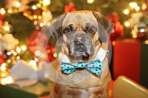 Puggle photo