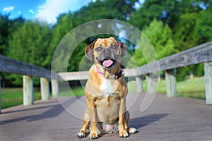 Puggle at the dock