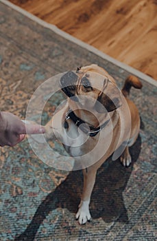 Puggle dog sitting on the floor at home, giving paw to his owner