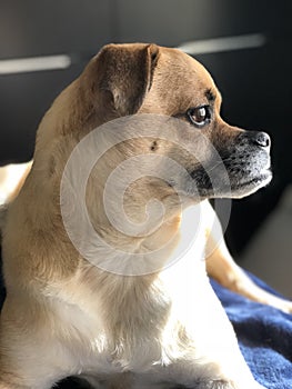 Puggle at full attention profile.