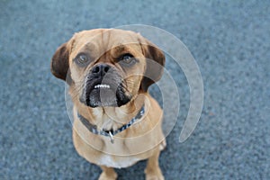 Puggle