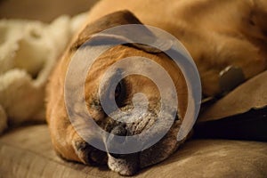 Puggle laying down sleeping