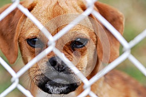 Puggle Looking Through Fence photo