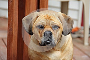 Puggle