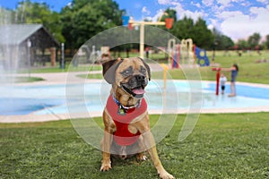 Puggle at the playground