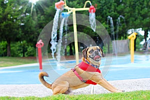 Puggle at playground with water feature photo