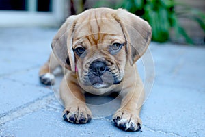 Puggle puppy