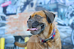 Puggle with Street Art