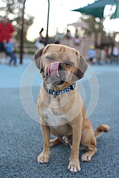 Dog at playground