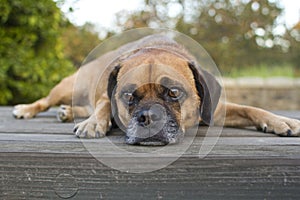 Puggle on table