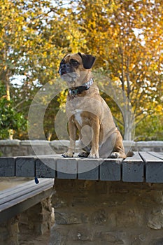 Puggle on table